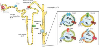 Urinary Exosomes and Their Cargo: Potential Biomarkers for Mineralocorticoid Arterial Hypertension?